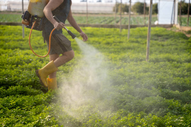 Best Local Pest Control Services  in New Fairview, TX