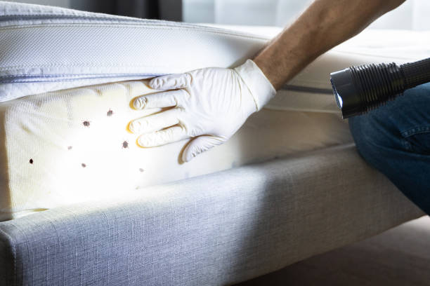 Best Affordable Pest Control Services  in New Fairview, TX