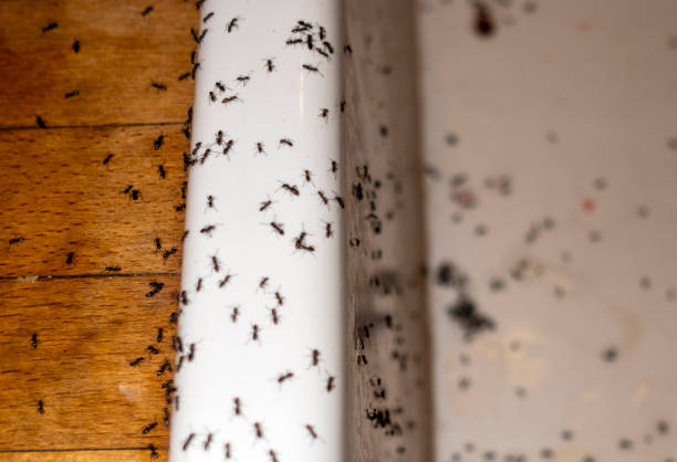 Best Spider Control Near Me  in New Fairview, TX