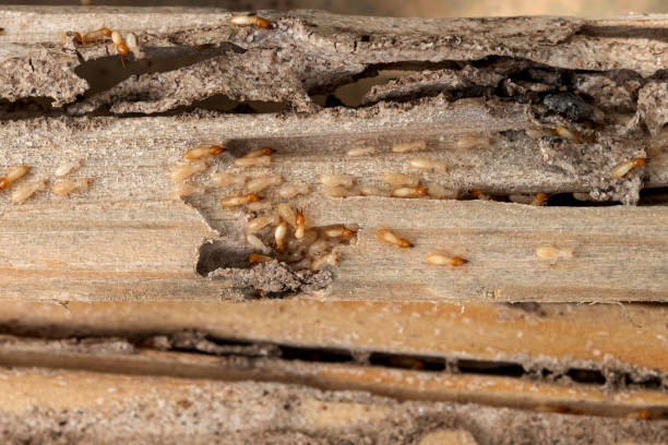 Best Affordable Pest Control Services  in New Fairview, TX