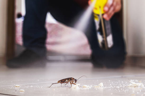 Best Bed Bug Extermination  in New Fairview, TX
