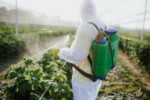 Best Pest Removal Services  in New Fairview, TX